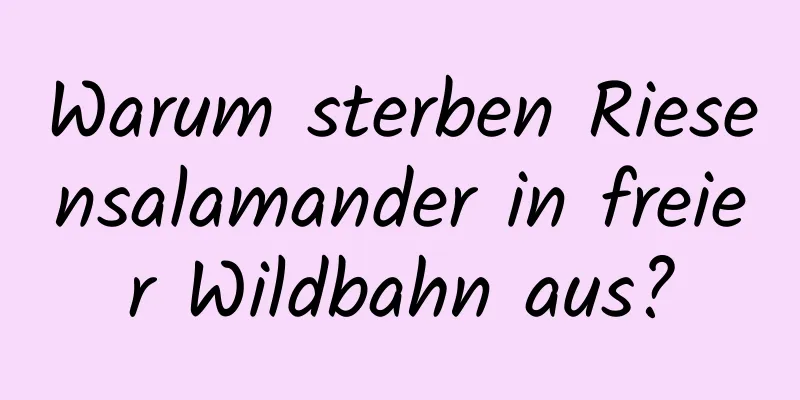 Warum sterben Riesensalamander in freier Wildbahn aus?