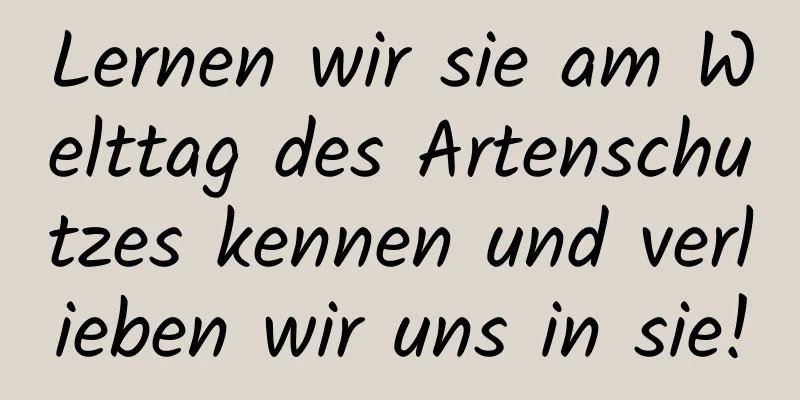 Lernen wir sie am Welttag des Artenschutzes kennen und verlieben wir uns in sie!