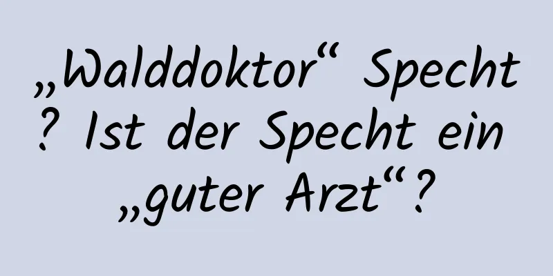 „Walddoktor“ Specht? Ist der Specht ein „guter Arzt“?