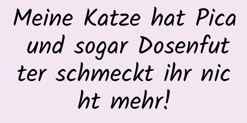 Meine Katze hat Pica und sogar Dosenfutter schmeckt ihr nicht mehr!
