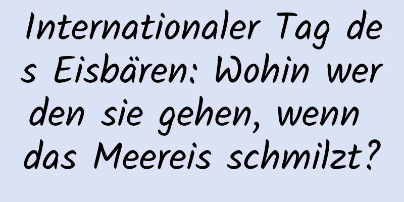 Internationaler Tag des Eisbären: Wohin werden sie gehen, wenn das Meereis schmilzt?