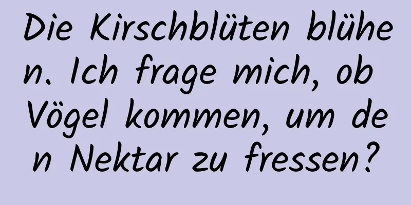 Die Kirschblüten blühen. Ich frage mich, ob Vögel kommen, um den Nektar zu fressen?