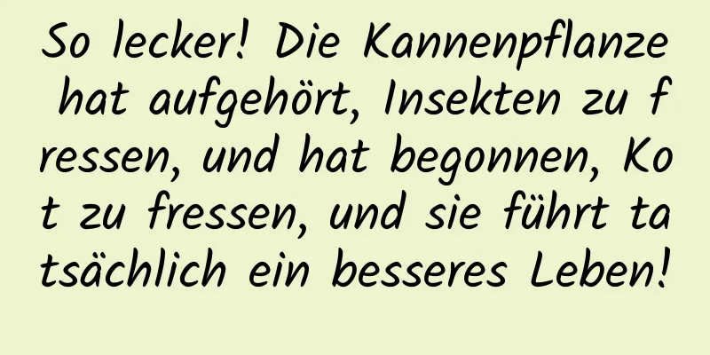 So lecker! Die Kannenpflanze hat aufgehört, Insekten zu fressen, und hat begonnen, Kot zu fressen, und sie führt tatsächlich ein besseres Leben!