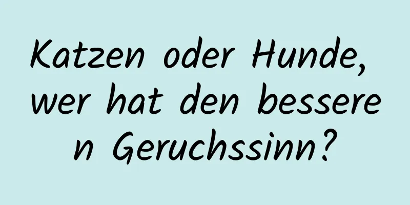 Katzen oder Hunde, wer hat den besseren Geruchssinn?