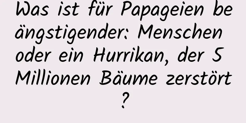 Was ist für Papageien beängstigender: Menschen oder ein Hurrikan, der 5 Millionen Bäume zerstört?