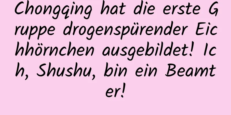 Chongqing hat die erste Gruppe drogenspürender Eichhörnchen ausgebildet! Ich, Shushu, bin ein Beamter!