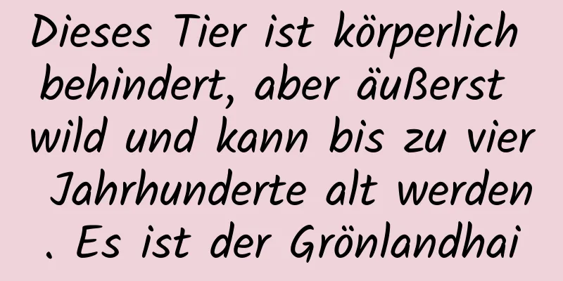 Dieses Tier ist körperlich behindert, aber äußerst wild und kann bis zu vier Jahrhunderte alt werden. Es ist der Grönlandhai