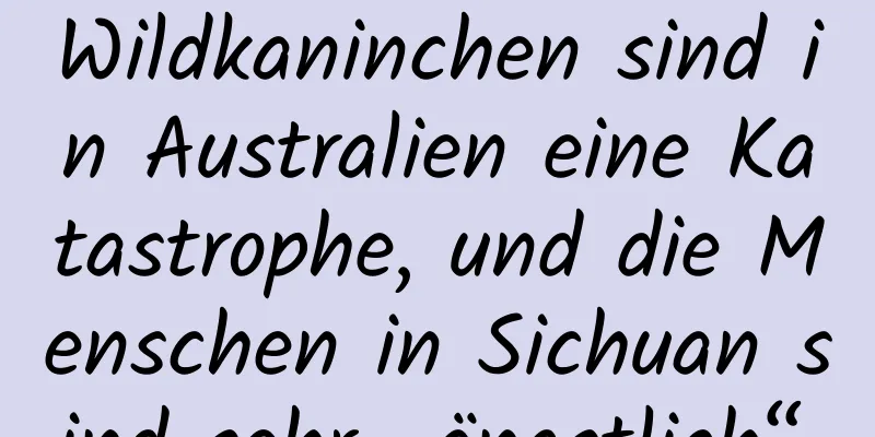 Wildkaninchen sind in Australien eine Katastrophe, und die Menschen in Sichuan sind sehr „ängstlich“.