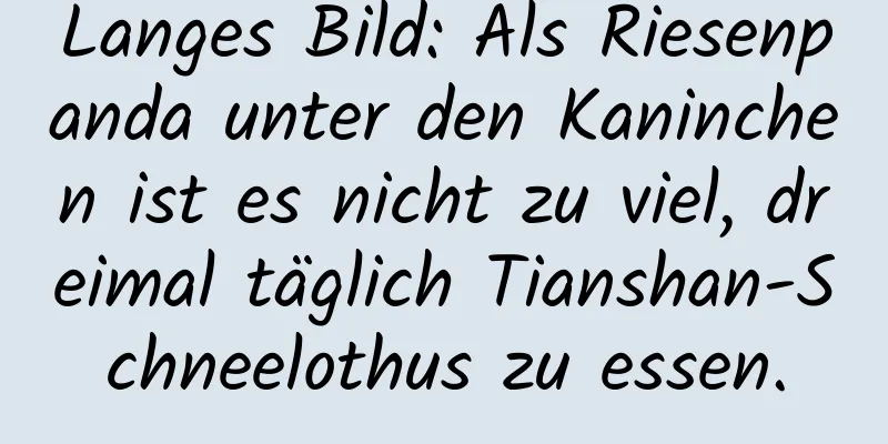 Langes Bild: Als Riesenpanda unter den Kaninchen ist es nicht zu viel, dreimal täglich Tianshan-Schneelothus zu essen.