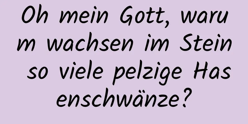 Oh mein Gott, warum wachsen im Stein so viele pelzige Hasenschwänze?