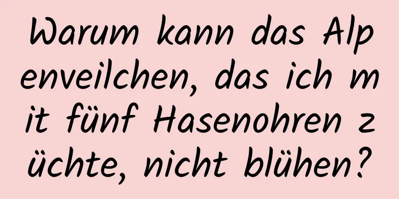 Warum kann das Alpenveilchen, das ich mit fünf Hasenohren züchte, nicht blühen?