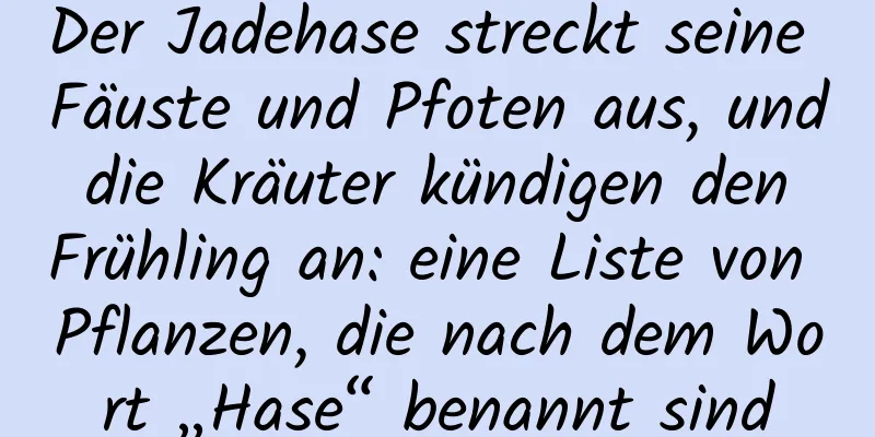 Der Jadehase streckt seine Fäuste und Pfoten aus, und die Kräuter kündigen den Frühling an: eine Liste von Pflanzen, die nach dem Wort „Hase“ benannt sind