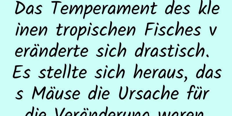Das Temperament des kleinen tropischen Fisches veränderte sich drastisch. Es stellte sich heraus, dass Mäuse die Ursache für die Veränderung waren.