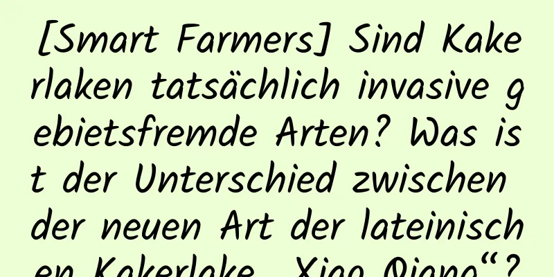 [Smart Farmers] Sind Kakerlaken tatsächlich invasive gebietsfremde Arten? Was ist der Unterschied zwischen der neuen Art der lateinischen Kakerlake „Xiao Qiang“?