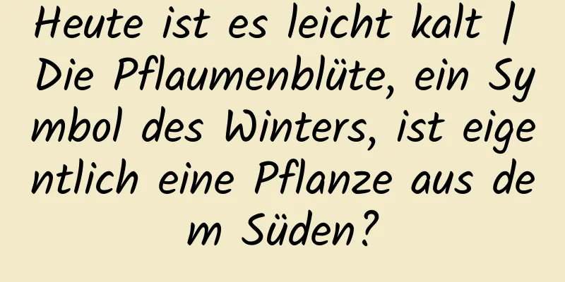 Heute ist es leicht kalt | Die Pflaumenblüte, ein Symbol des Winters, ist eigentlich eine Pflanze aus dem Süden?