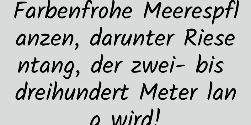 Farbenfrohe Meerespflanzen, darunter Riesentang, der zwei- bis dreihundert Meter lang wird!