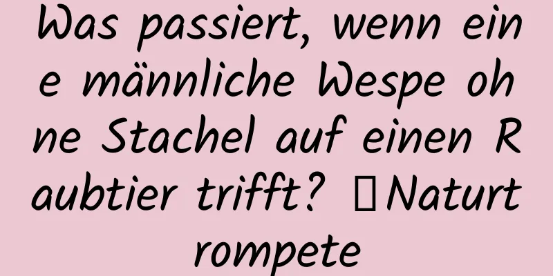 Was passiert, wenn eine männliche Wespe ohne Stachel auf einen Raubtier trifft? ｜Naturtrompete