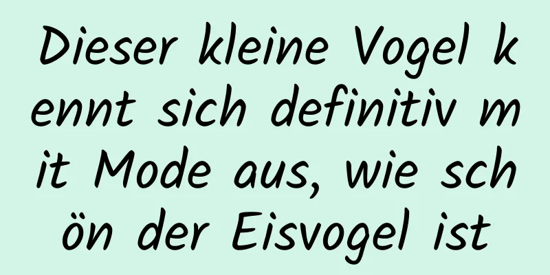 Dieser kleine Vogel kennt sich definitiv mit Mode aus, wie schön der Eisvogel ist