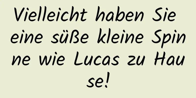 Vielleicht haben Sie eine süße kleine Spinne wie Lucas zu Hause!