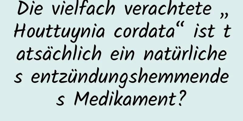 Die vielfach verachtete „Houttuynia cordata“ ist tatsächlich ein natürliches entzündungshemmendes Medikament?