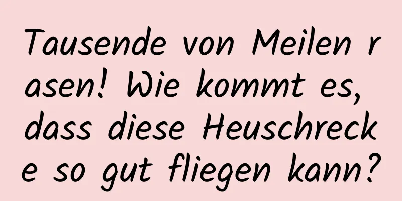 Tausende von Meilen rasen! Wie kommt es, dass diese Heuschrecke so gut fliegen kann?