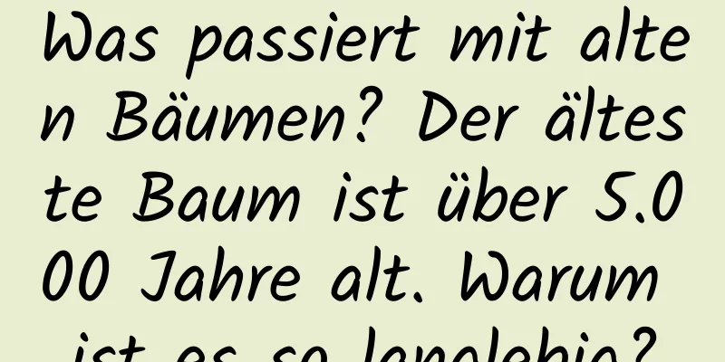 Was passiert mit alten Bäumen? Der älteste Baum ist über 5.000 Jahre alt. Warum ist es so langlebig?