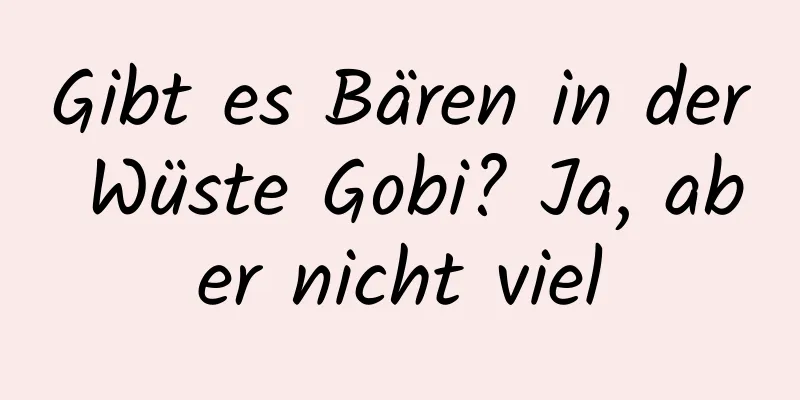 Gibt es Bären in der Wüste Gobi? Ja, aber nicht viel