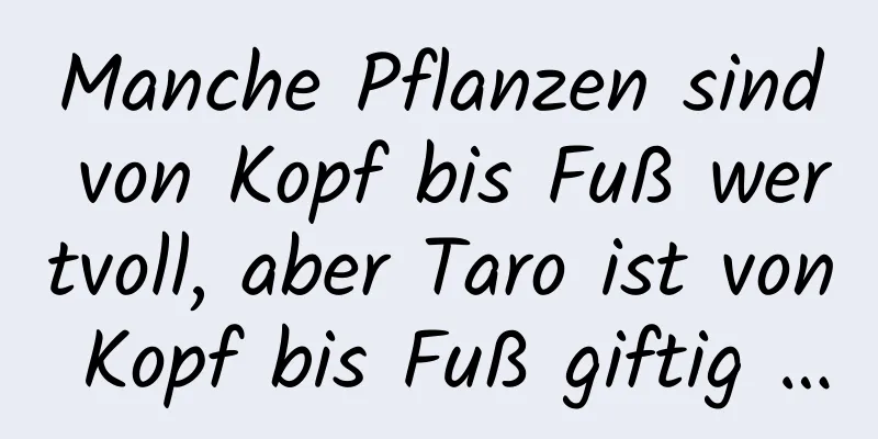Manche Pflanzen sind von Kopf bis Fuß wertvoll, aber Taro ist von Kopf bis Fuß giftig …