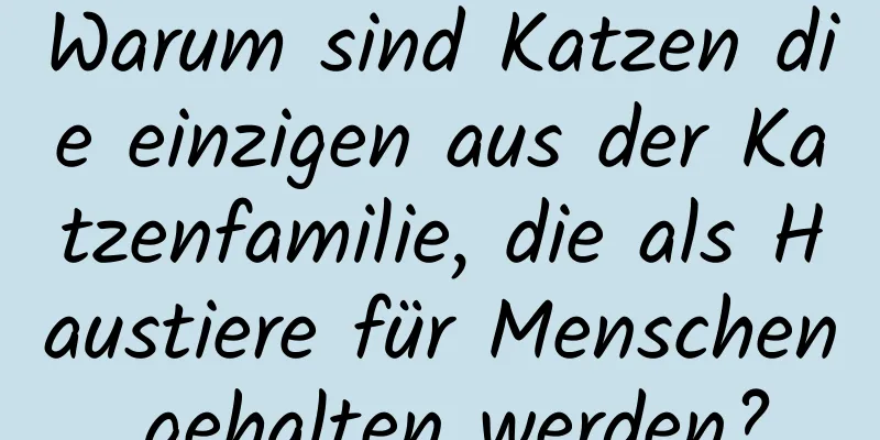 Warum sind Katzen die einzigen aus der Katzenfamilie, die als Haustiere für Menschen gehalten werden?