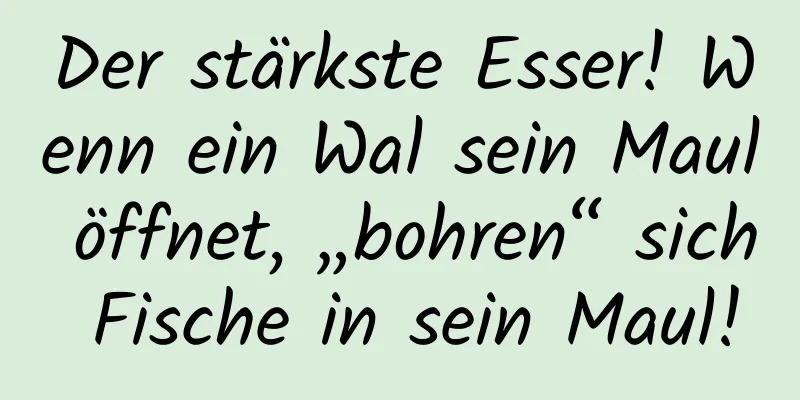Der stärkste Esser! Wenn ein Wal sein Maul öffnet, „bohren“ sich Fische in sein Maul!