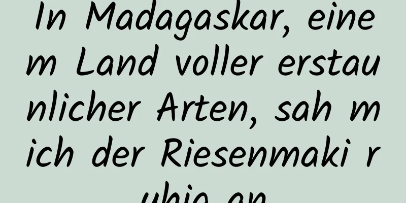 In Madagaskar, einem Land voller erstaunlicher Arten, sah mich der Riesenmaki ruhig an