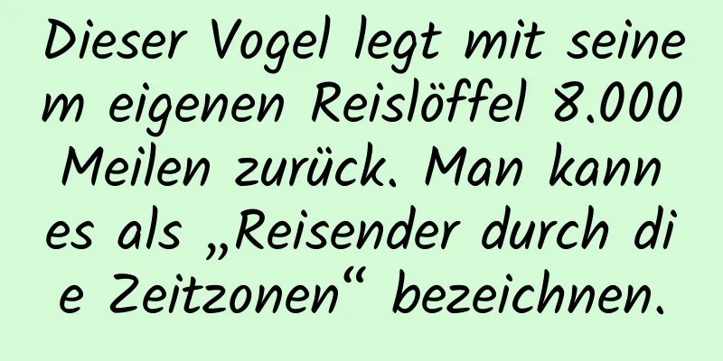 Dieser Vogel legt mit seinem eigenen Reislöffel 8.000 Meilen zurück. Man kann es als „Reisender durch die Zeitzonen“ bezeichnen.