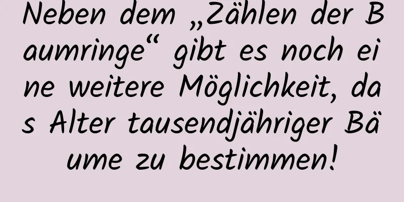 Neben dem „Zählen der Baumringe“ gibt es noch eine weitere Möglichkeit, das Alter tausendjähriger Bäume zu bestimmen!