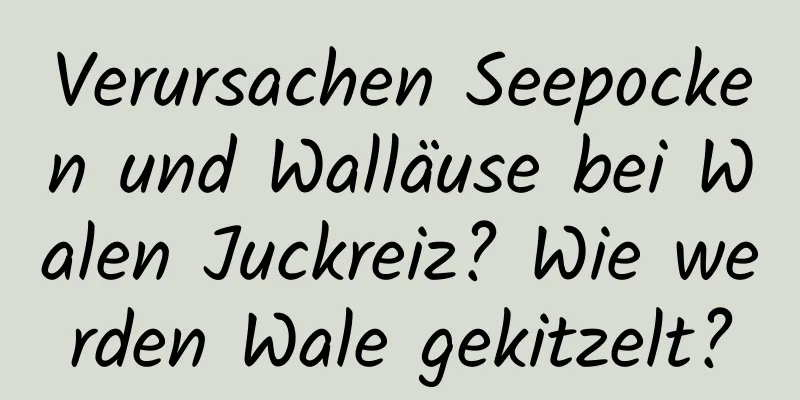 Verursachen Seepocken und Walläuse bei Walen Juckreiz? Wie werden Wale gekitzelt?