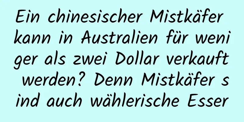 Ein chinesischer Mistkäfer kann in Australien für weniger als zwei Dollar verkauft werden? Denn Mistkäfer sind auch wählerische Esser