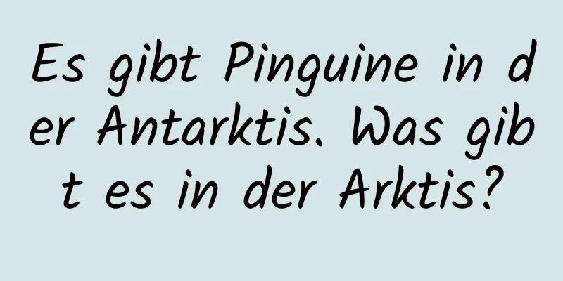 Es gibt Pinguine in der Antarktis. Was gibt es in der Arktis?