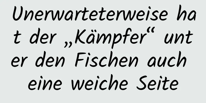 Unerwarteterweise hat der „Kämpfer“ unter den Fischen auch eine weiche Seite