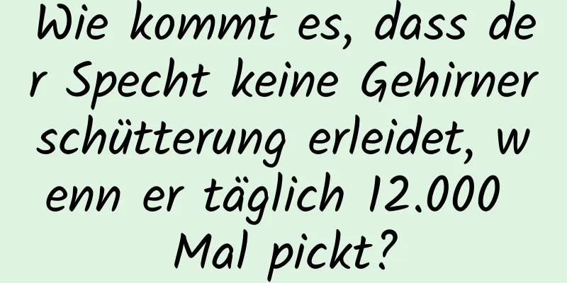 Wie kommt es, dass der Specht keine Gehirnerschütterung erleidet, wenn er täglich 12.000 Mal pickt?