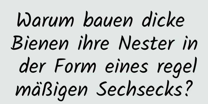 Warum bauen dicke Bienen ihre Nester in der Form eines regelmäßigen Sechsecks?