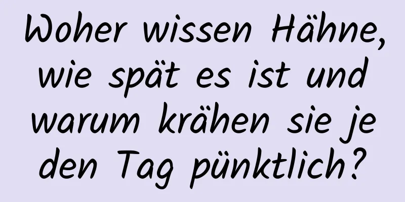 Woher wissen Hähne, wie spät es ist und warum krähen sie jeden Tag pünktlich?