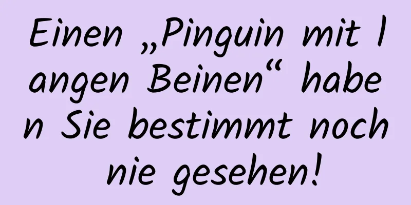Einen „Pinguin mit langen Beinen“ haben Sie bestimmt noch nie gesehen!