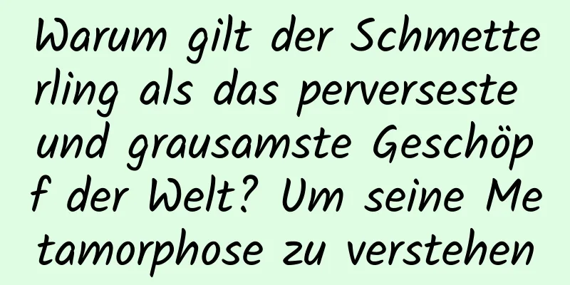 Warum gilt der Schmetterling als das perverseste und grausamste Geschöpf der Welt? Um seine Metamorphose zu verstehen