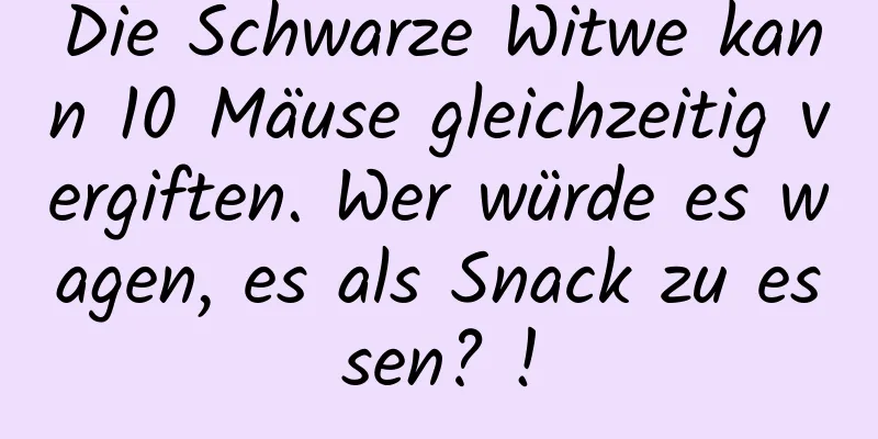 Die Schwarze Witwe kann 10 Mäuse gleichzeitig vergiften. Wer würde es wagen, es als Snack zu essen? !