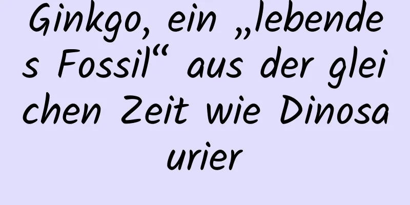 Ginkgo, ein „lebendes Fossil“ aus der gleichen Zeit wie Dinosaurier