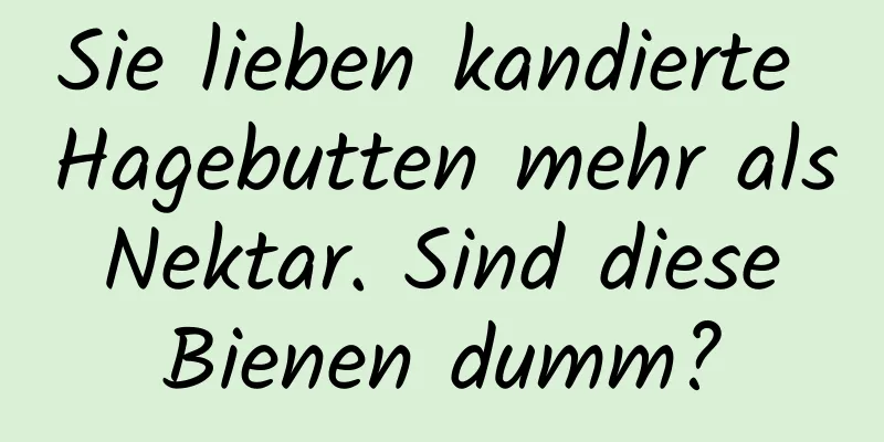 Sie lieben kandierte Hagebutten mehr als Nektar. Sind diese Bienen dumm?