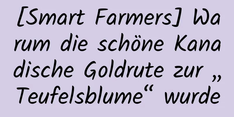 [Smart Farmers] Warum die schöne Kanadische Goldrute zur „Teufelsblume“ wurde