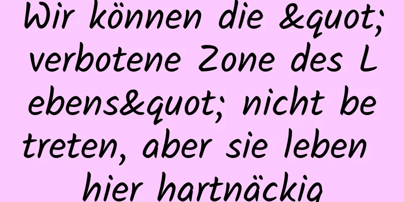Wir können die "verbotene Zone des Lebens" nicht betreten, aber sie leben hier hartnäckig