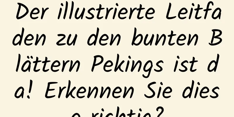 Der illustrierte Leitfaden zu den bunten Blättern Pekings ist da! Erkennen Sie diese richtig?