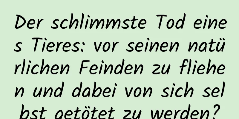 Der schlimmste Tod eines Tieres: vor seinen natürlichen Feinden zu fliehen und dabei von sich selbst getötet zu werden?