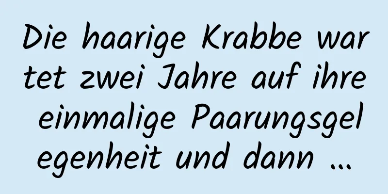 Die haarige Krabbe wartet zwei Jahre auf ihre einmalige Paarungsgelegenheit und dann …